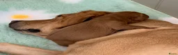 Labrador Retriever dogs for sale: Fox Red Puppies fully health tested FTCH lines in Swanage - Advert 5