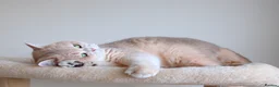 British Shorthair cats for sale: Blue Golden Chinchilla Retired Queen  - Advert 3