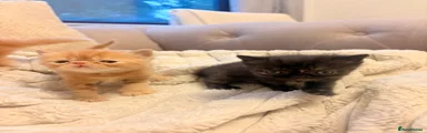 Persian Kitten 2