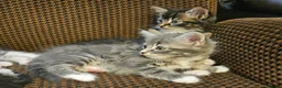 Mixed Breed cats for sale: Amazing kittens - Advert 12