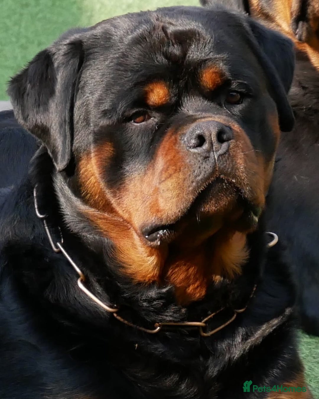 Rottweiler dogs for sale: Kc very well bred bitches available  - Image 1