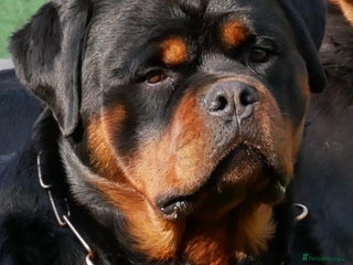 Rottweiler dogs for sale - Advert 1