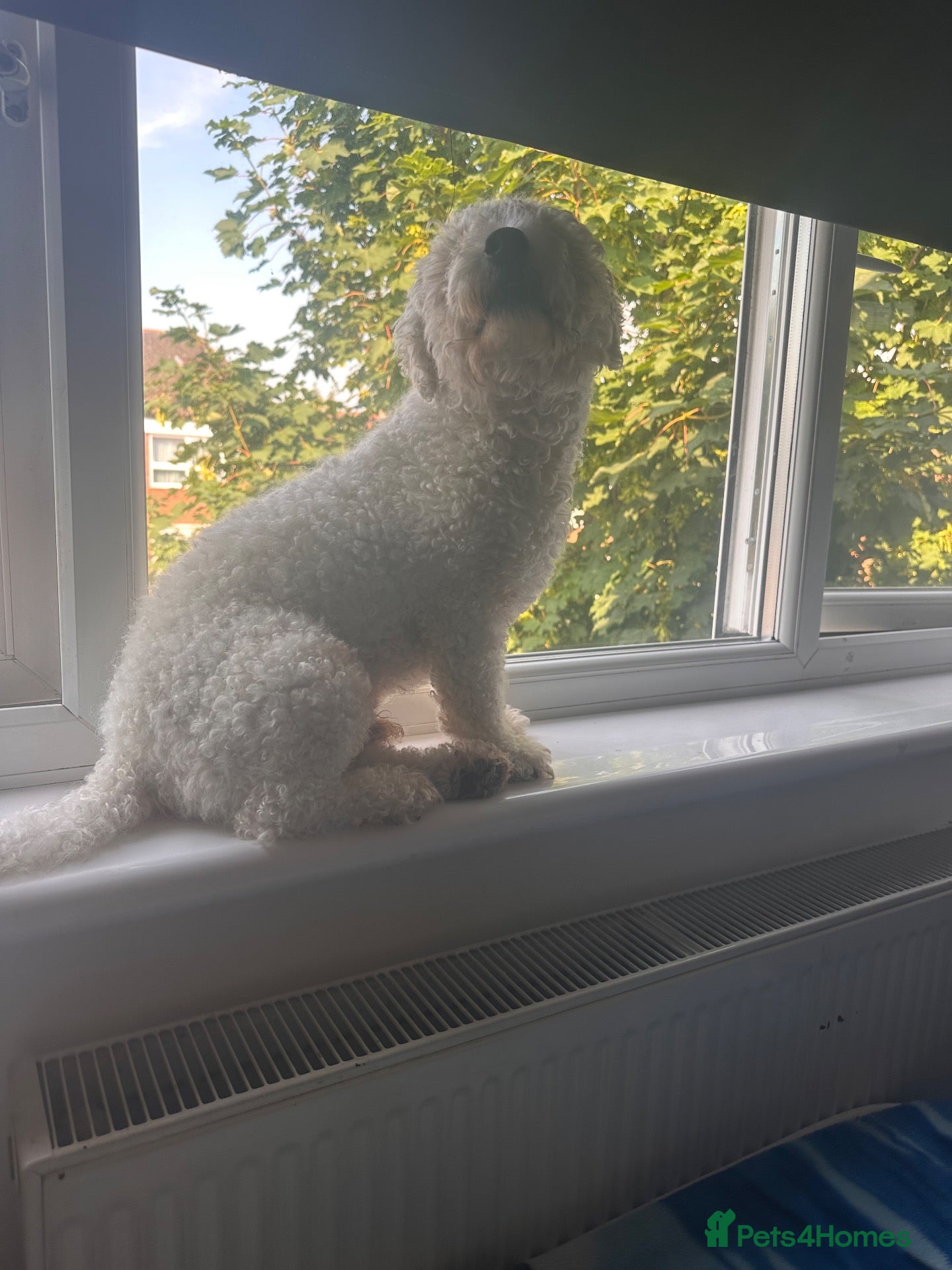 Bichon Frise dogs Bonzo - Advert 1