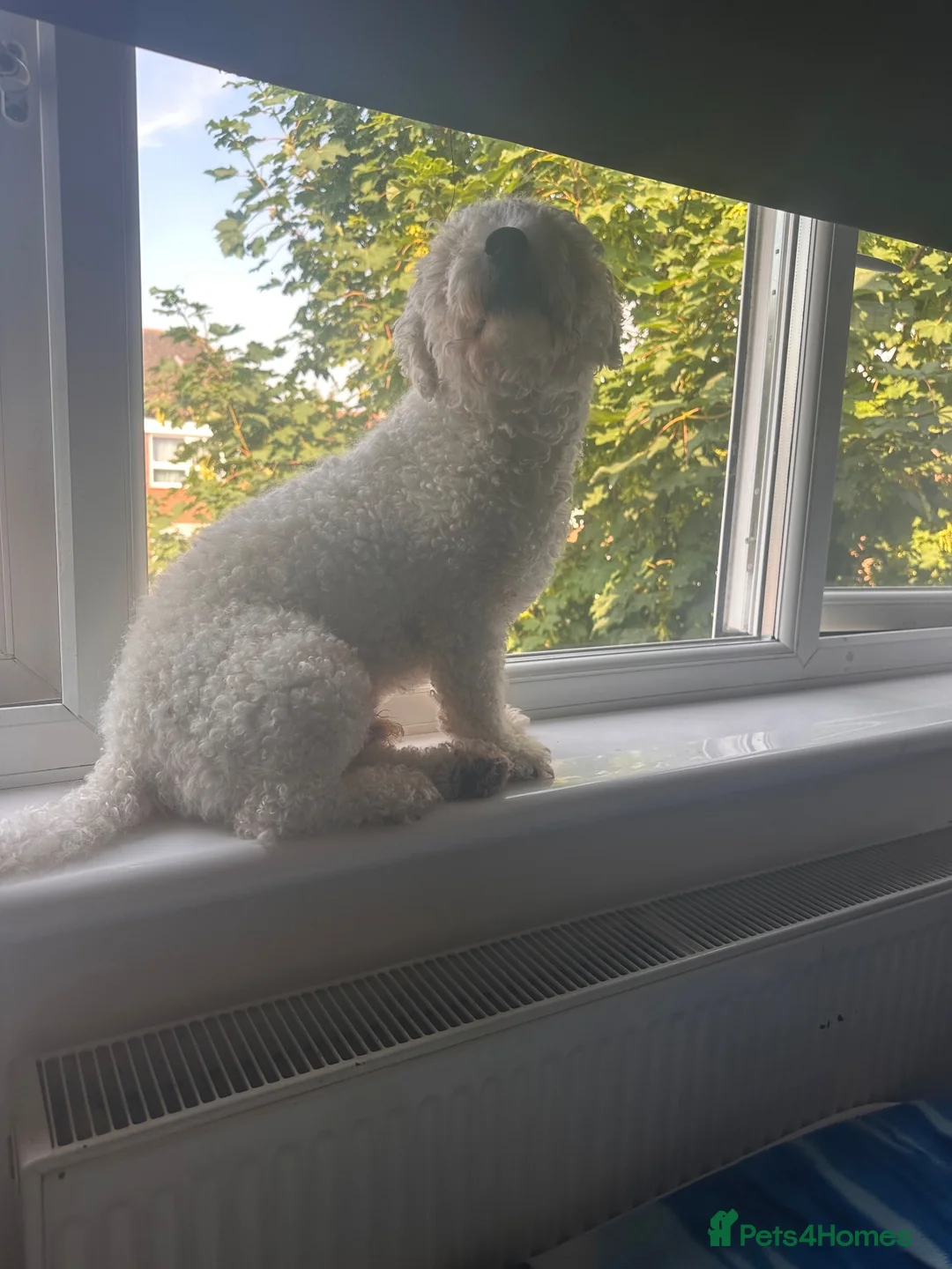 Bichon Frise dogs for sale: Bonzo in Harrow - Advert 1