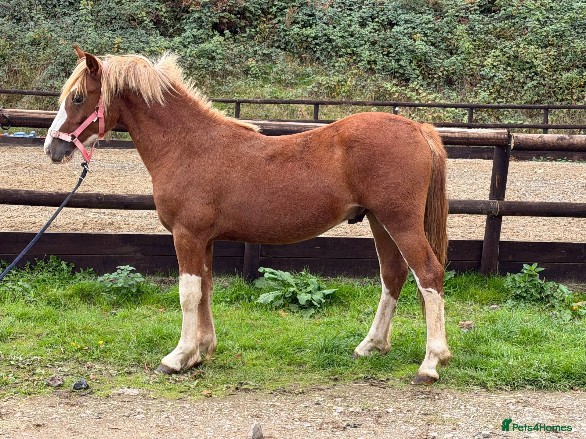 Welsh Section C horses Carless Joey - One for the future  - Advert 2