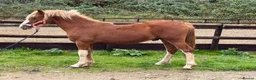 Welsh Section C horses for sale: Carless Joey - One for the future  - Advert 2