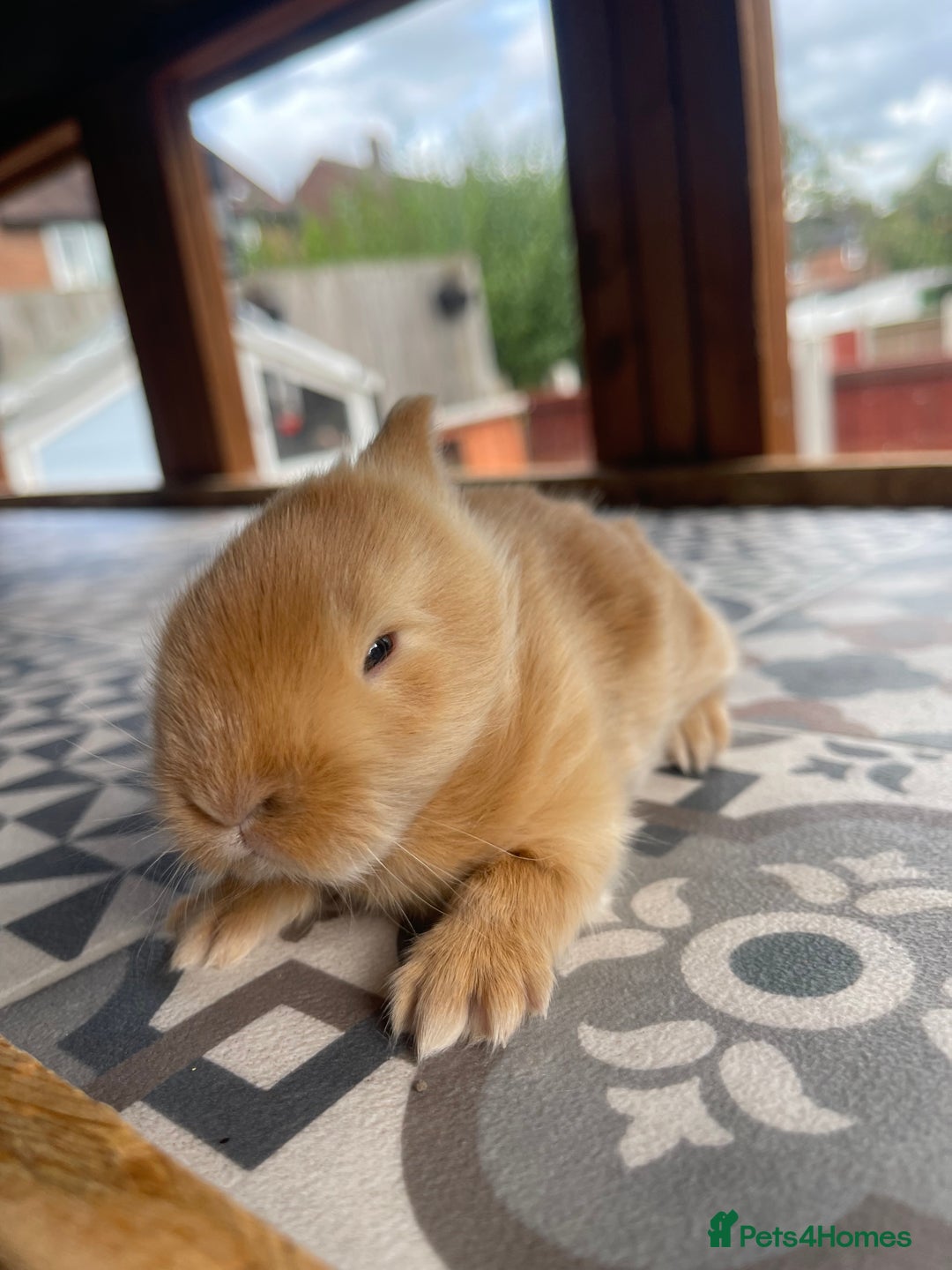 Mixed Breed rabbits for sale: Angora x Lionhead Female Looking For Home  - Image 23