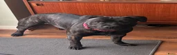 Mixed Breed dogs for sale: Staffy x whippet puppies in Uckfield - Advert 1