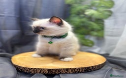Ragdoll cats for sale: 💎 Purebred Ragdoll kittens-Champion Bloodlines 💎 - Image 7