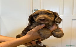 Cocker Spaniel dogs for sale: Super rare and unique show type dna tested Kc reg  - Image 34