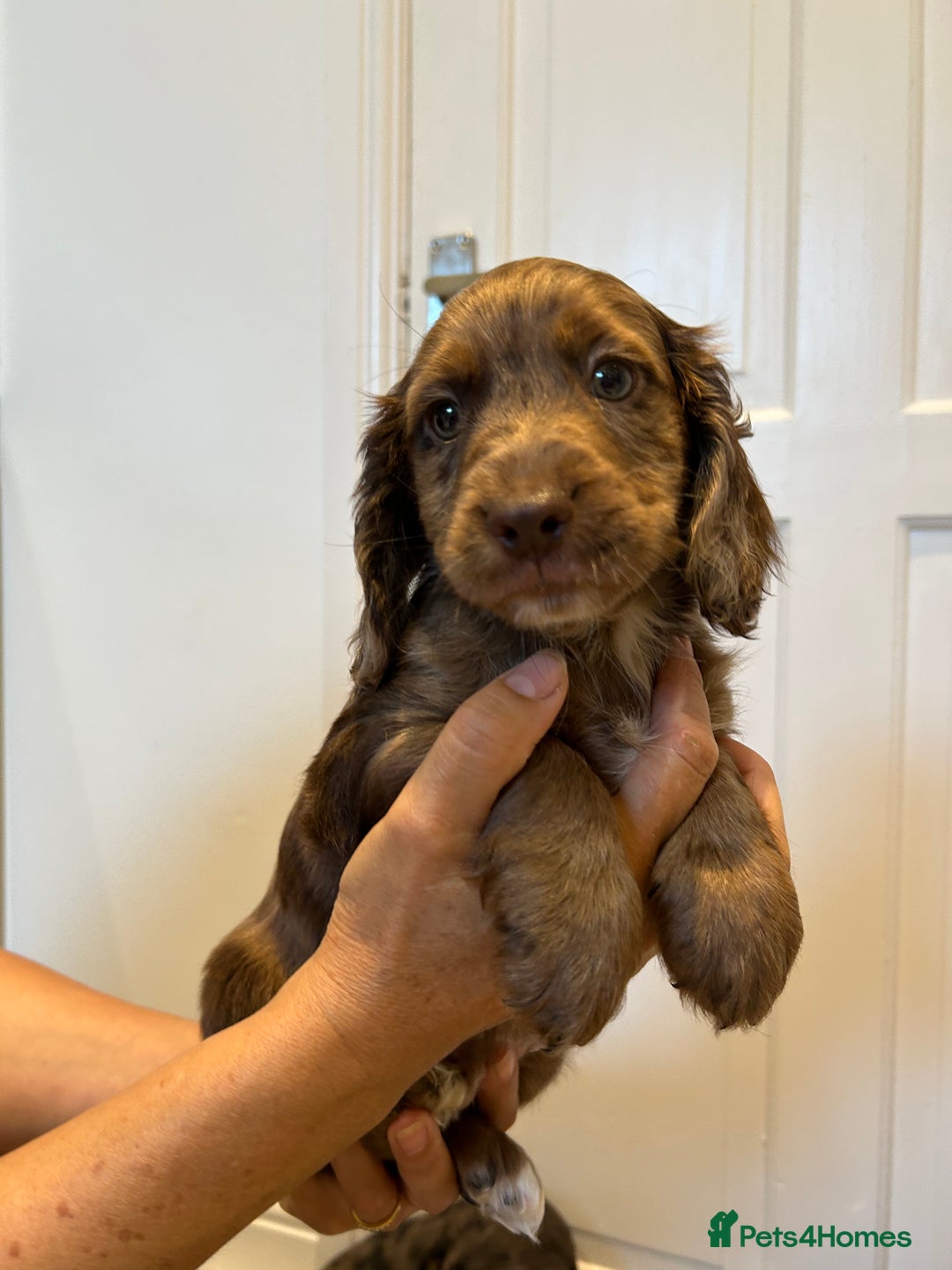 Cocker Spaniel dogs for sale: Super rare and unique show type dna tested Kc reg  - Image 34