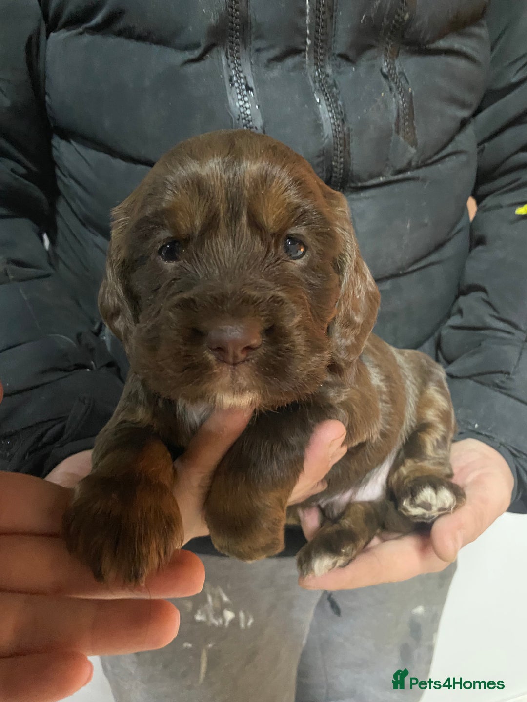 Cocker Spaniel dogs for sale: Beautifully coloured cocker spaniel puppys forsale - Advert 6