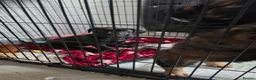 Mixed Breed dogs for sale: Puppies for sale - Advert 8