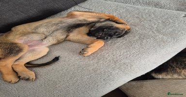 Mixed Breed dogs in Plymouth - Advert 3