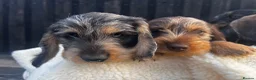 Miniature Dachshund dogs for sale: Wire Haired Miniature Dachshunds  - Advert 6