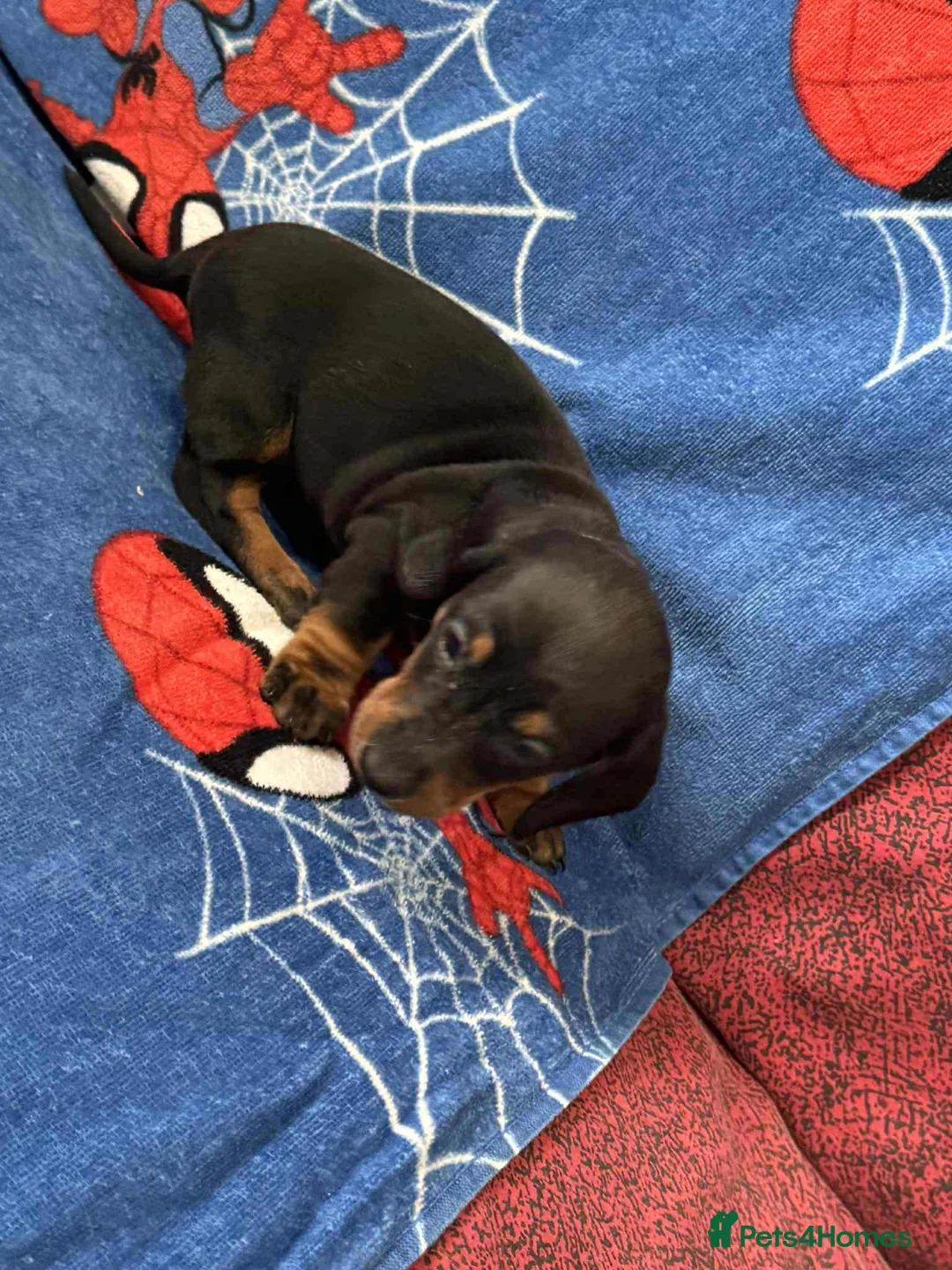 Miniature Dachshund dogs for sale: Puppies 🐶  - Advert 27