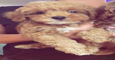 Mixed Breed dogs - Advert 7