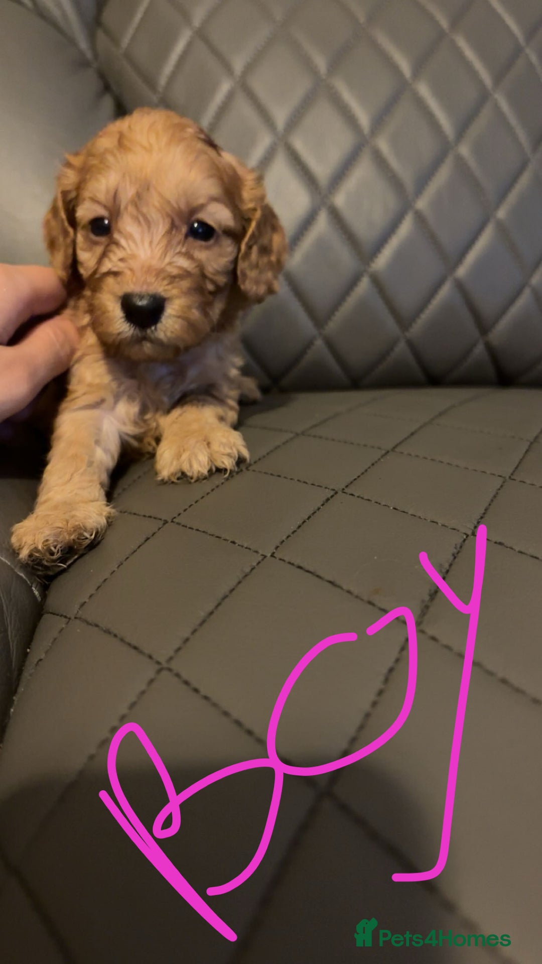 Cockapoo dogs for sale: Cockapoo for sale - Image 7