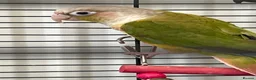 Conures birds for sale:  2 Beautiful conures for sale - Advert 3