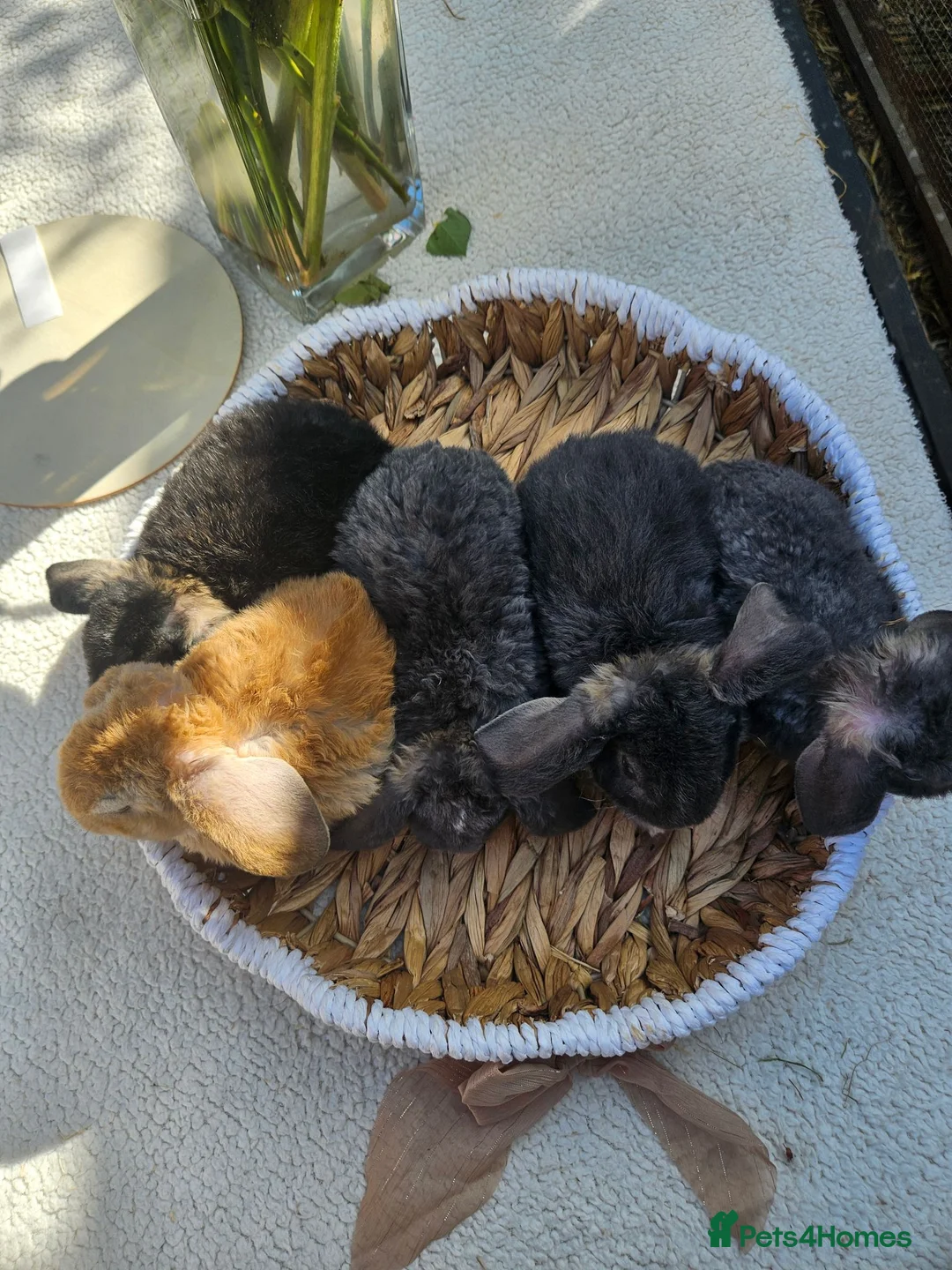 Mini Lop rabbits for sale: 5 weeks Pure bred Mini Plush Lops SUFFOLK PLUSH - Advert 7