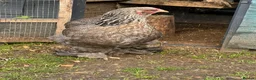 Chickens poultry for sale: Gold and grey Brahma Hens large laying  - Advert 3