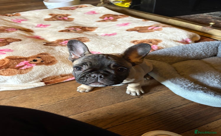 French Bulldog dogs - Advert 15