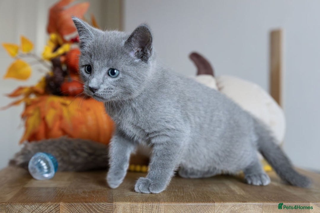 Russian Blue cats for sale: Pure Russian Blue Kittens Available  - Image 6