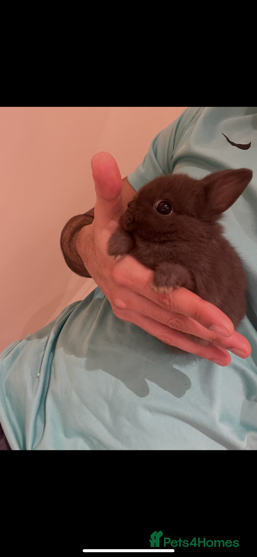 Netherland Dwarf rabbits for sale: Pure Netherland Dwarf - Advert 6