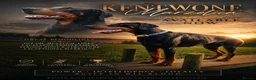 Dobermann dogs for sale: European Doberman Puppies  - Advert 8