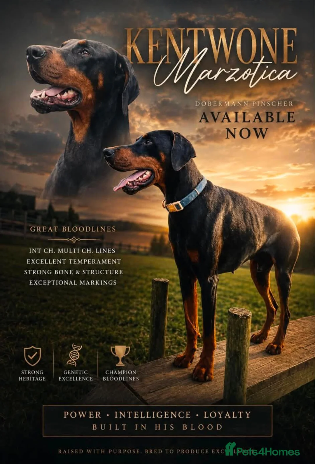 Dobermann dogs for sale: European Doberman Puppies  - Advert 8