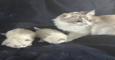 Neva Masquerade cats - Advert 1
