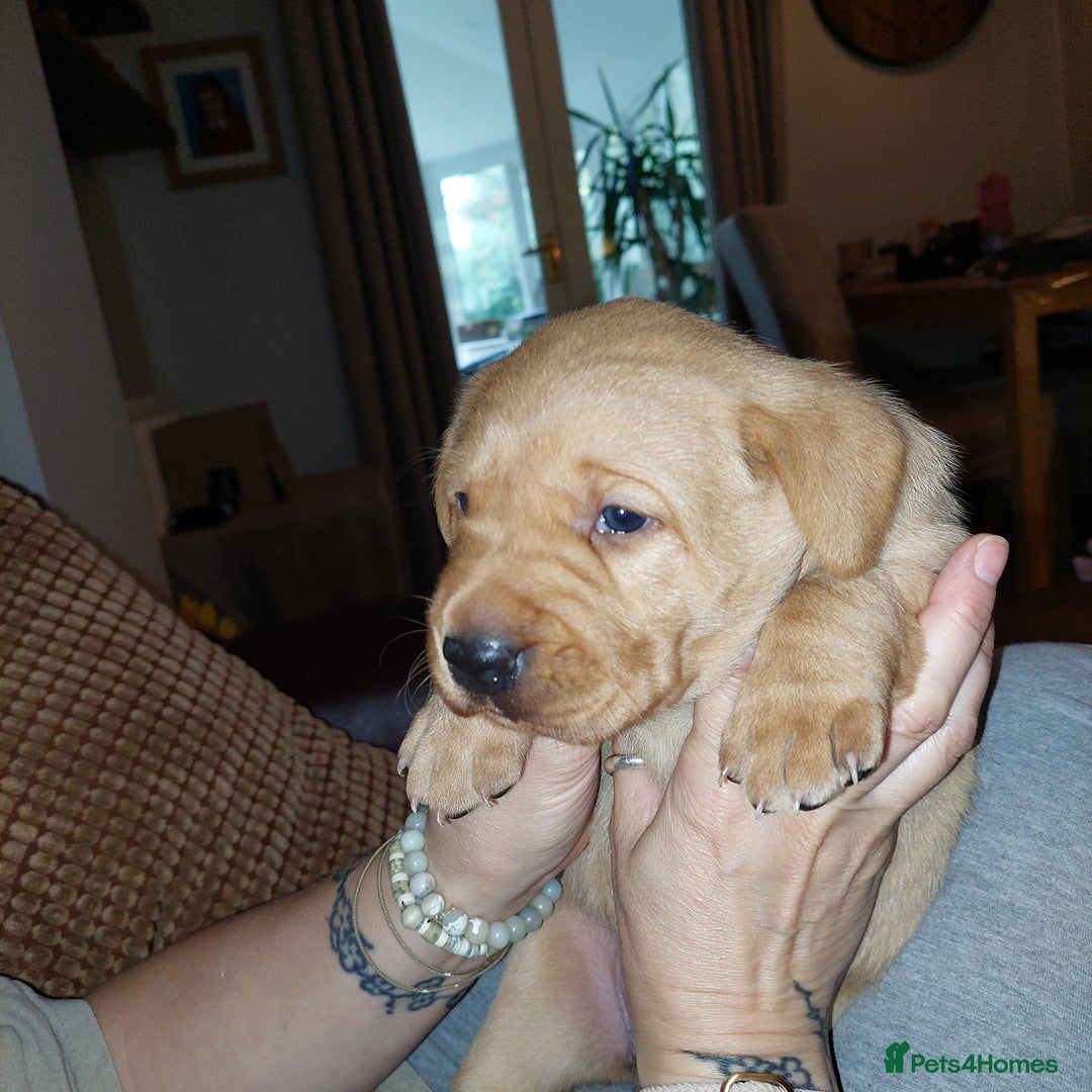 Labrador Retriever dogs for sale: Gorgeous female labrador puppy available Oct 4th  - Image 7