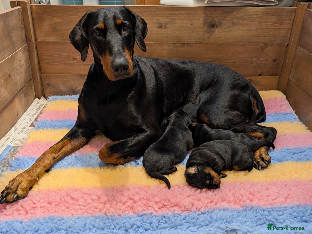 Dobermann dogs for sale: Dobermann Puppies - Image 11