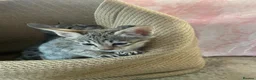 Savannah cats for sale: Savannah PED’G kittens dark boy, light girl F5 sbt - Advert 6