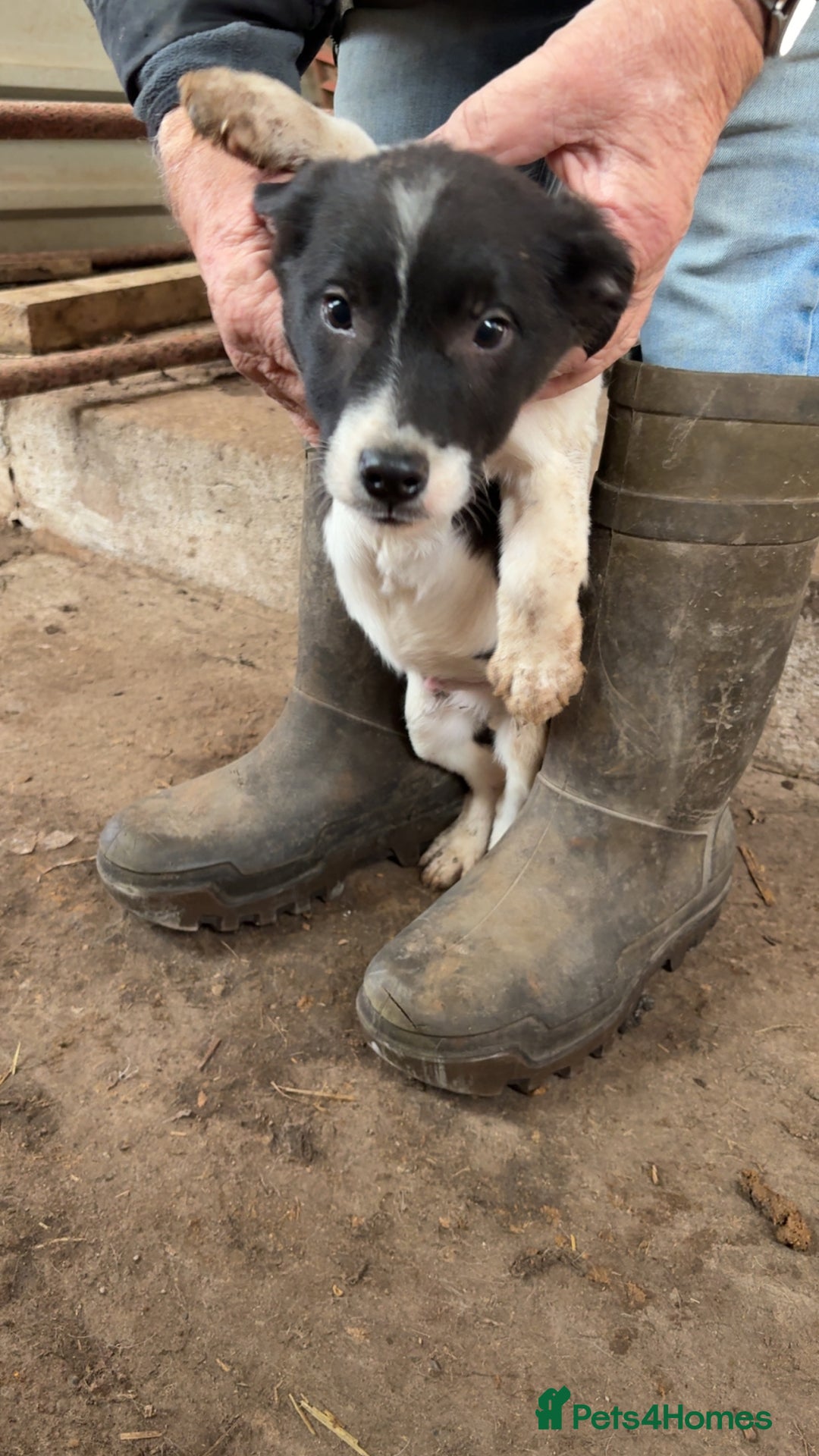 Smooth Collie dogs for sale: Collie pups for sale  - Advert 13