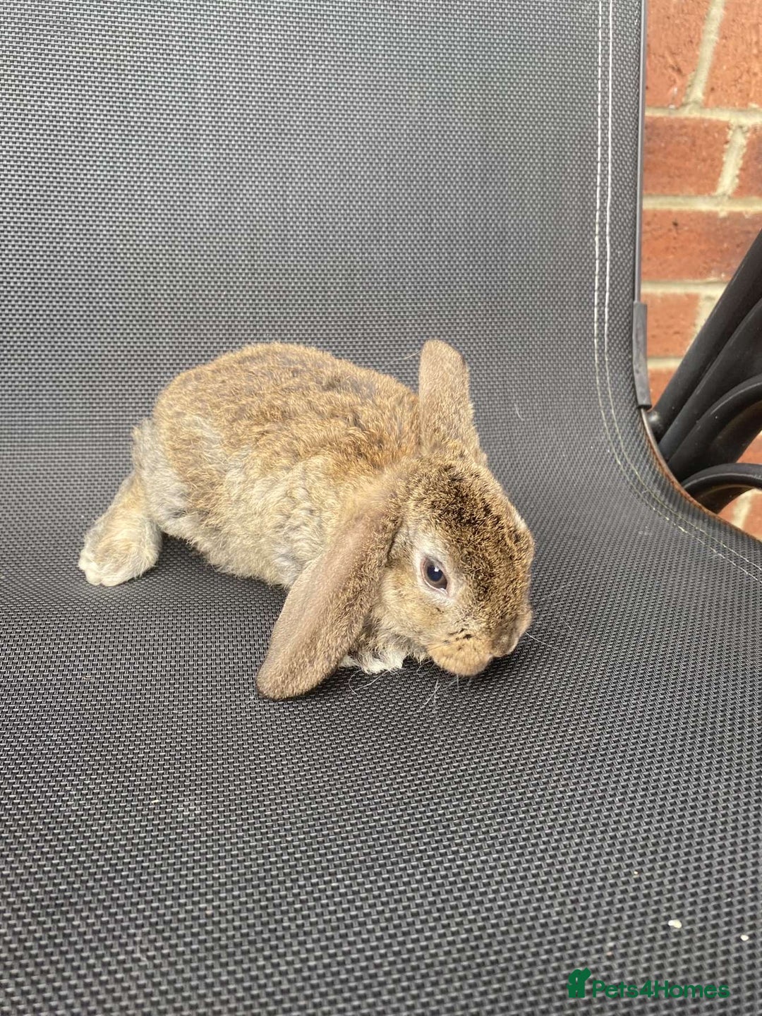 French Lop rabbits for sale: Baby lops in Hexham - Image 23