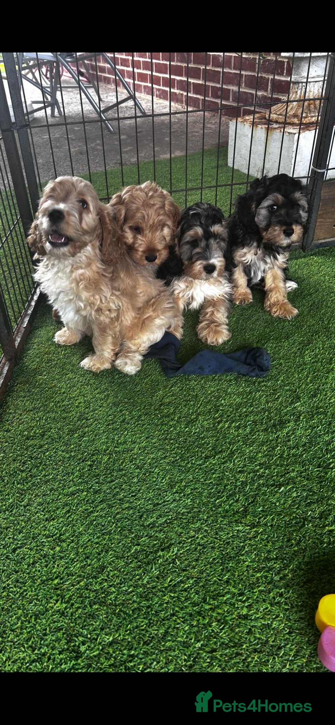 Cockapoo dogs for sale: F1 show cockapoos  - Image 10