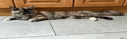 Maine Coon cats for sale: ❤️ Beautiful Active Maine Coon XL TICA Kittens ❤️ - Advert 17