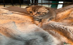 Mixed Breed cats for sale: Maine coon x Scottish fold kittens - Image 9