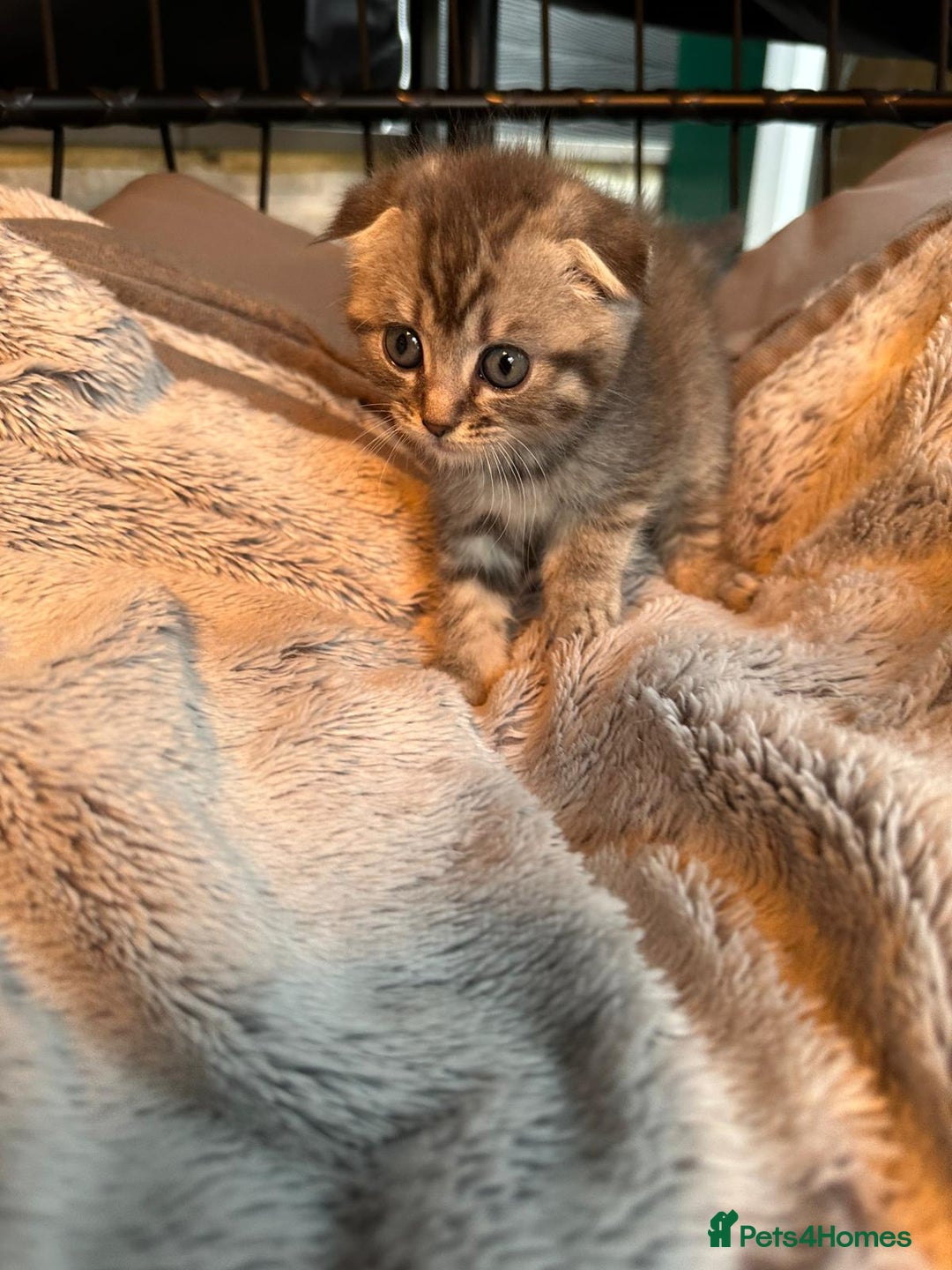 Mixed Breed cats for sale: Maine coon x Scottish fold kittens - Image 9