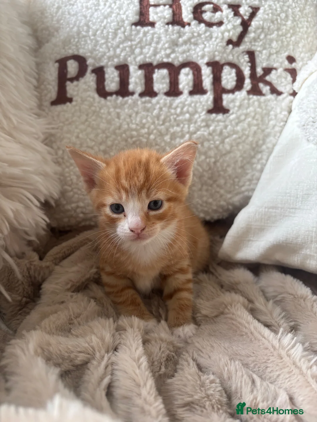 Domestic Shorthair cats for sale: Gorgeous kittens looking for their forever homes in Manchester - Advert 12