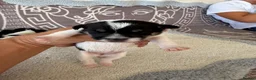 Jack Russell dogs for sale: Short legged Jack russells - Advert 29