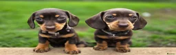 Miniature Dachshund dogs for sale: 2 Gorgeous Miniature dachshund females  - Advert 6