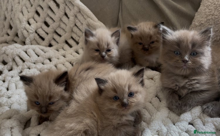 Ragdoll cats - Advert 14