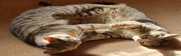 Savannah cats for sale: Beautiful Bonded Savannahs – Loving Home Needed in Walsall - Advert 9