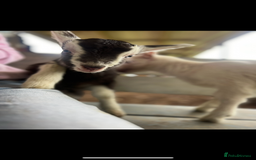 Mixed Breed dogs for sale: Outstanding sprollies pups for sale  - Image 12