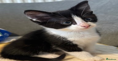 Mixed Breed cats - Advert 5