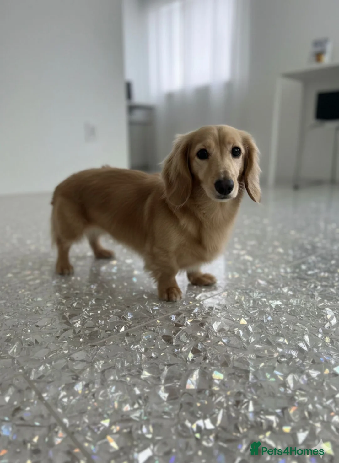 Miniature Dachshund dogs for stud: CREAM STUD WITH DOUBLE INTENSITY  - Advert 2