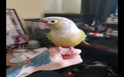 Conures birds for sale: Cinnamon and mooncheek conure - Image 6