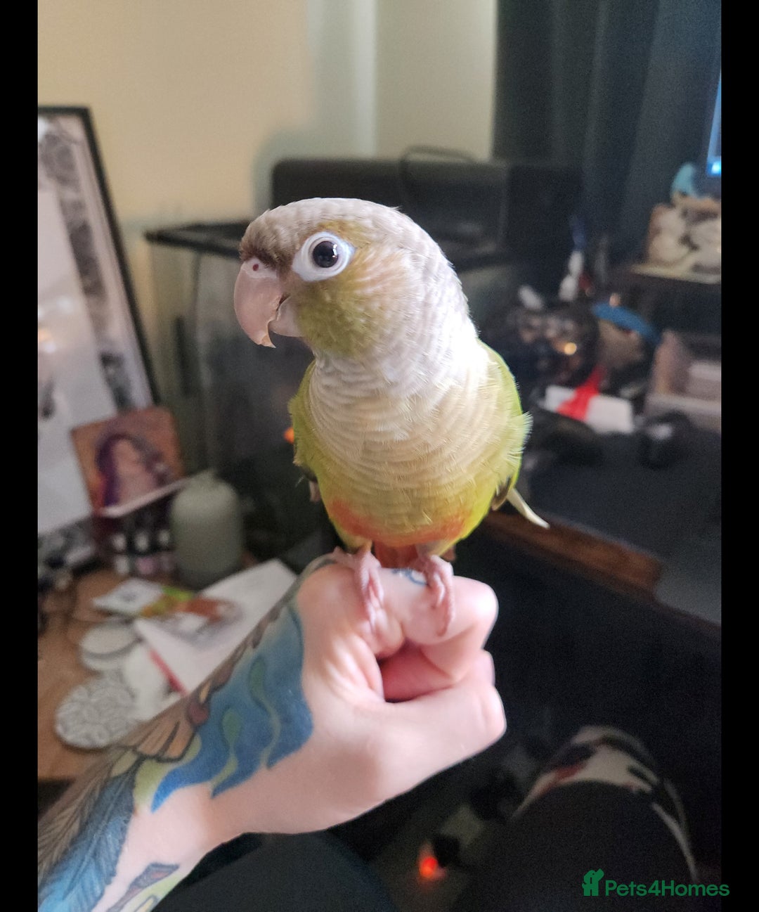 Conures birds for sale: Cinnamon and mooncheek conure - Image 6
